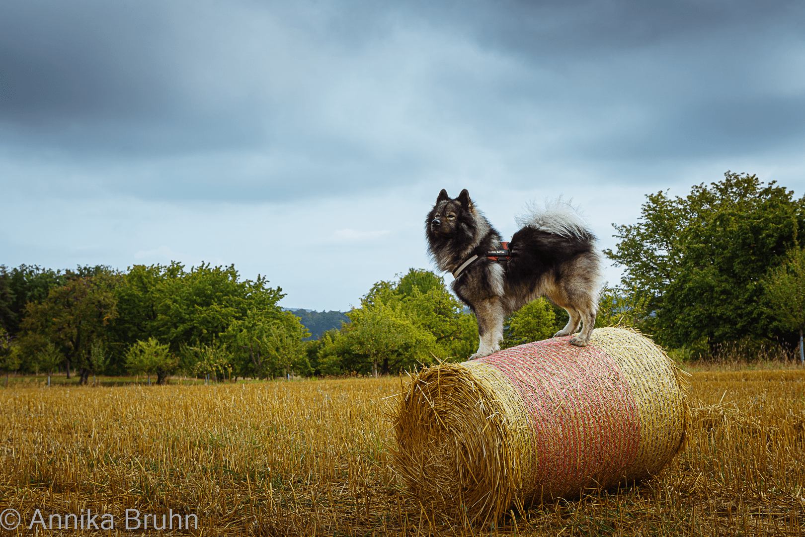 Q auf dem Strohballen